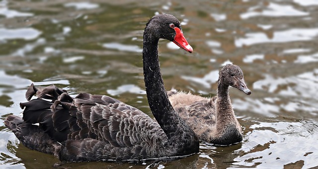 Black swans how to find them: national approaches to managing | The Strategist